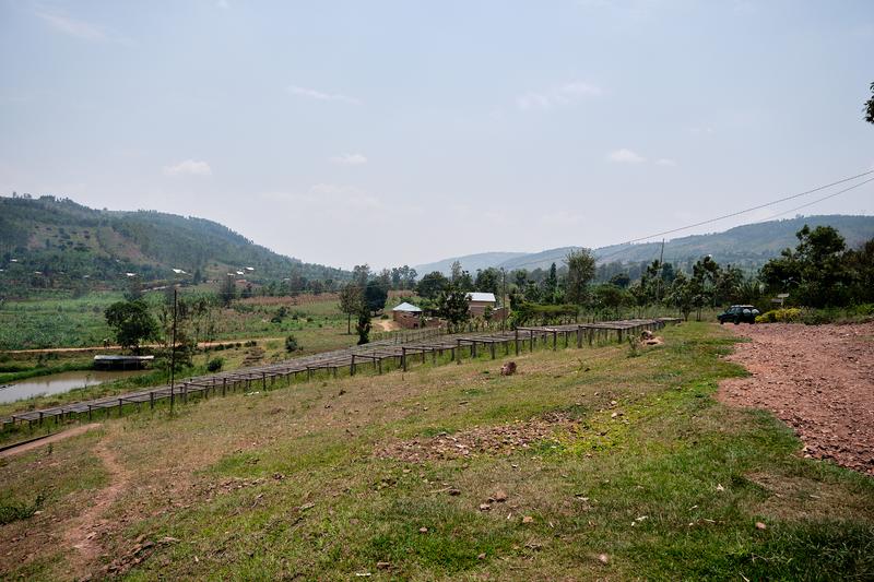 Coffee processing: drying beds, Akagera Coffee, Rwanda