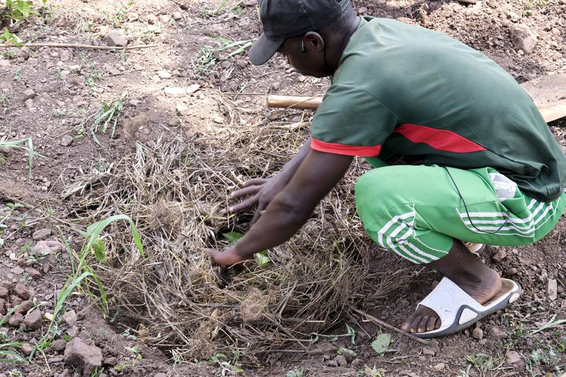Coffee farmer planting our very own coffee tree, Akagera Coffee, Rwanda