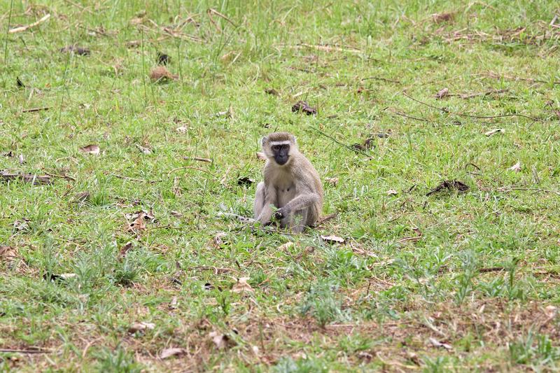 Vervet Monkey, Akagera National Park, Rwanda