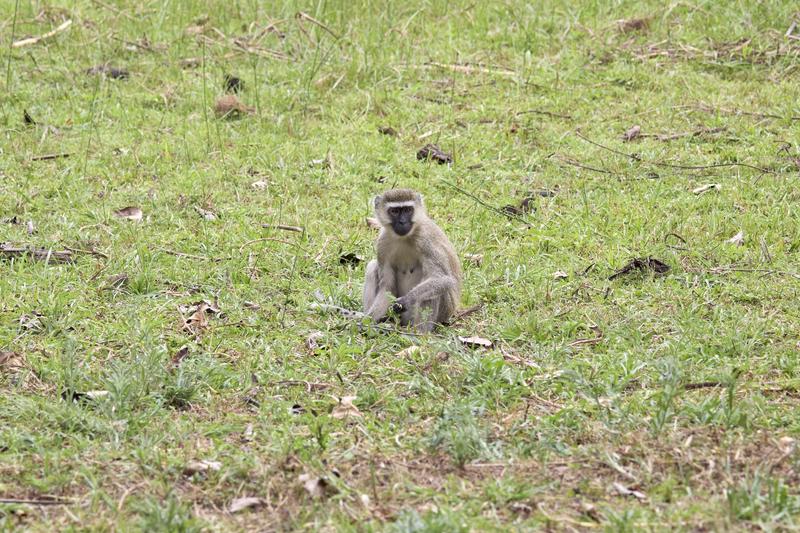 Vervet Monkey, Akagera National Park, Rwanda