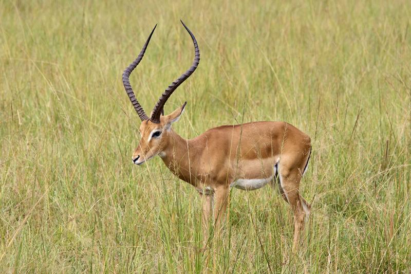 Impala, Akagera National Park, Rwanda