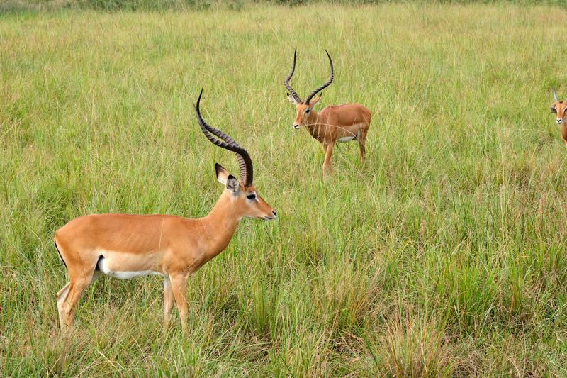 Impala, Akagera National Park, Rwanda