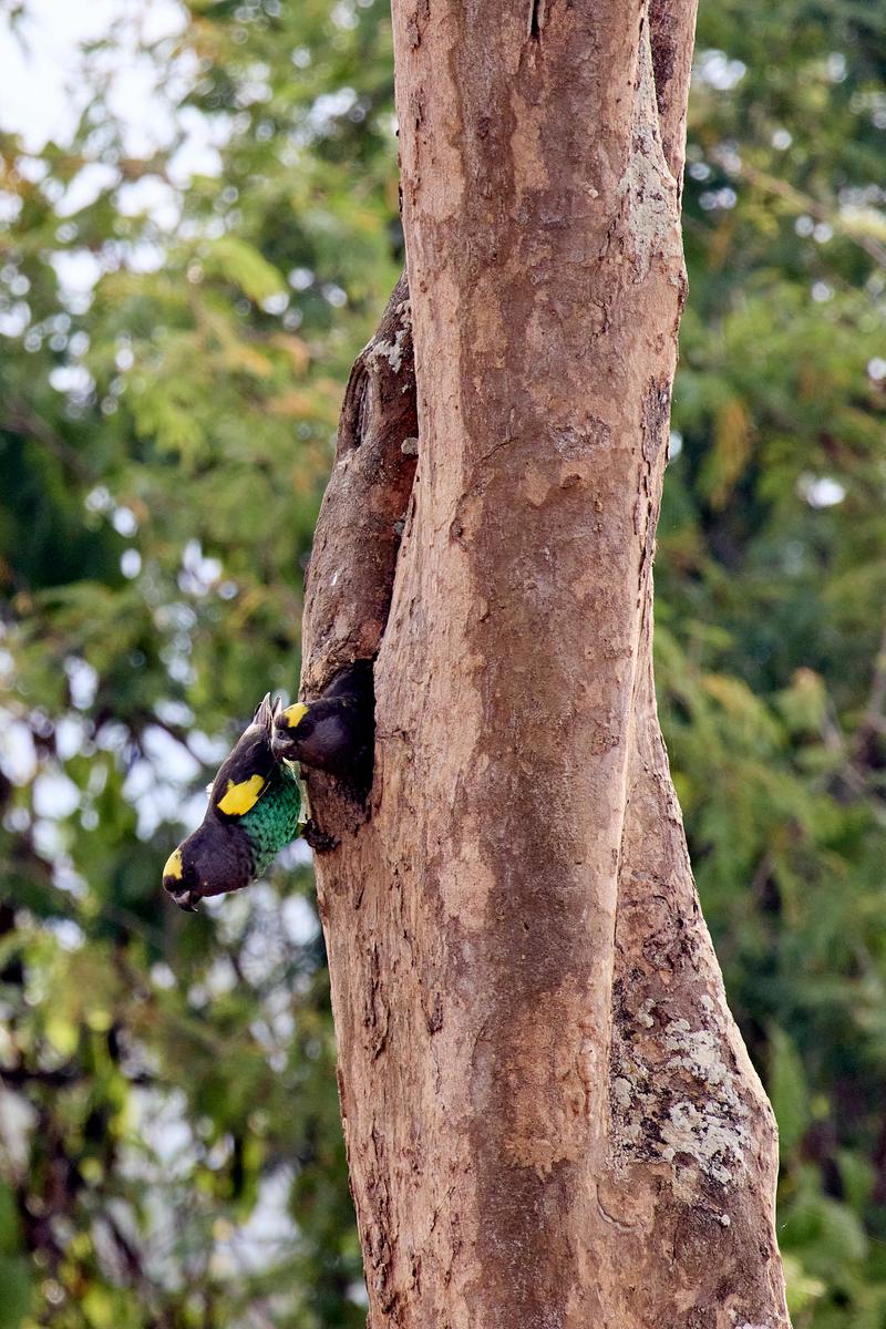 Meyer's parrots in a tree, Akagera National Park, Rwanda