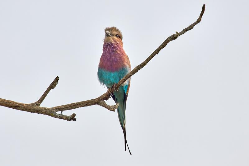 Lilac breasted roller perching, Akagera National Park, Rwanda