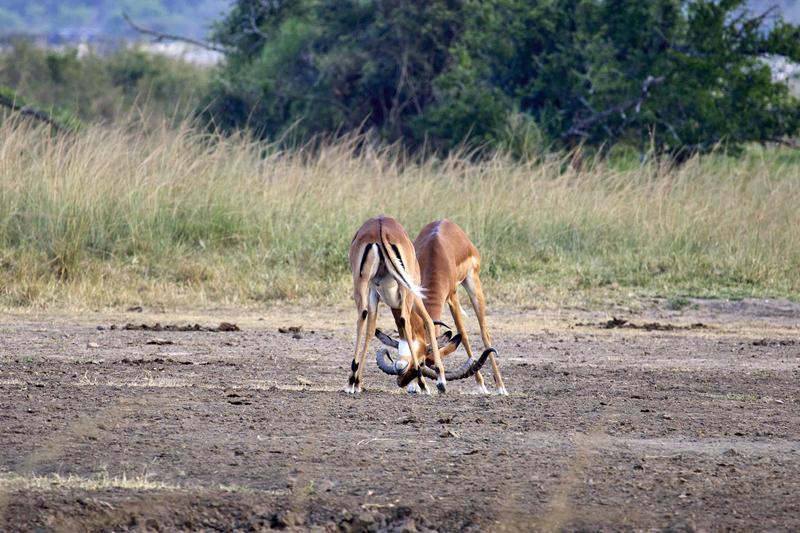 Impala fighting, Akagera National Park, Rwanda