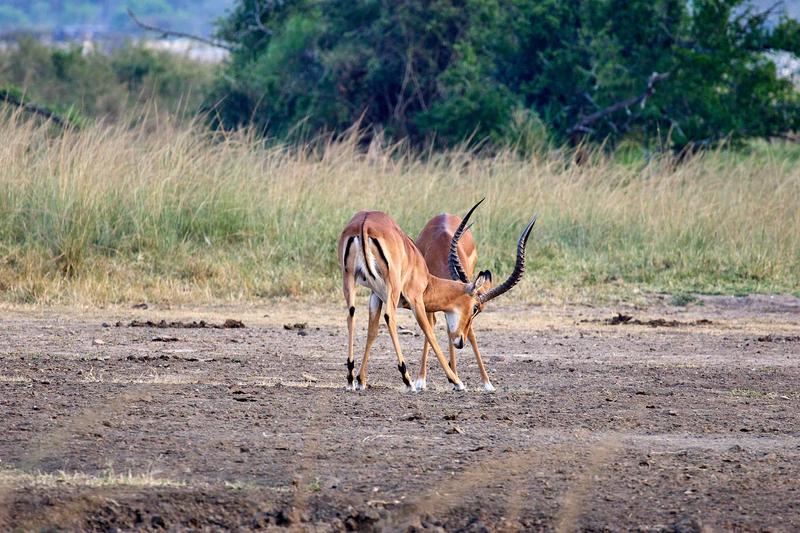 Impala fighting, Akagera National Park, Rwanda
