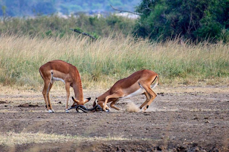 Impala fighting, Akagera National Park, Rwanda
