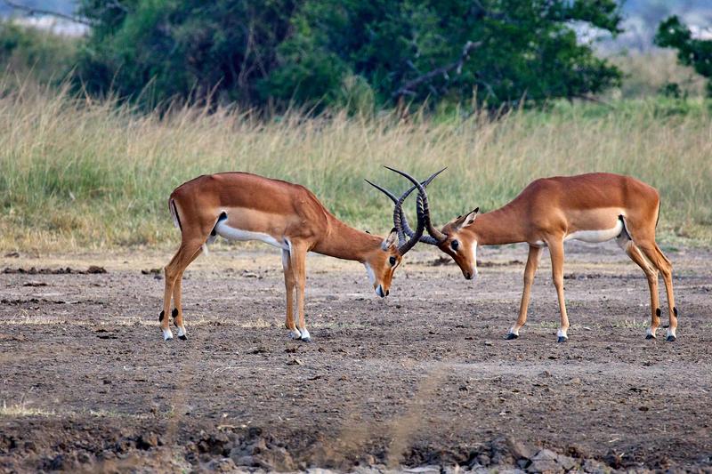 Impala fighting, Akagera National Park, Rwanda
