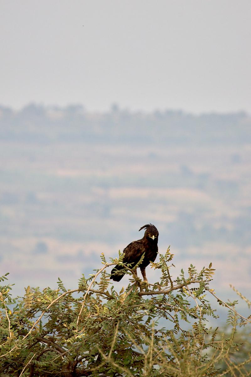 Long-crested eagle, Akagera National Park, Rwanda