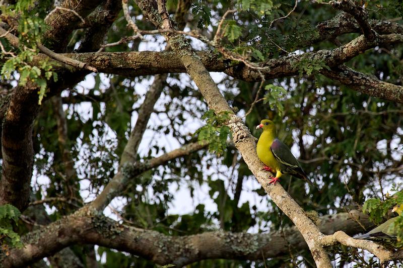 African green pigeon, Akagera National Park, Rwanda