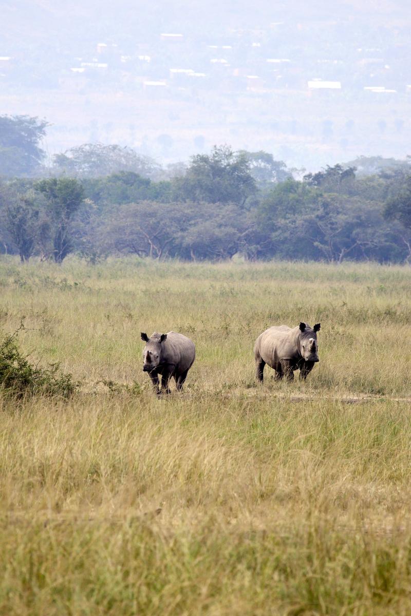 White Rhino, Akagera National Park, Rwanda