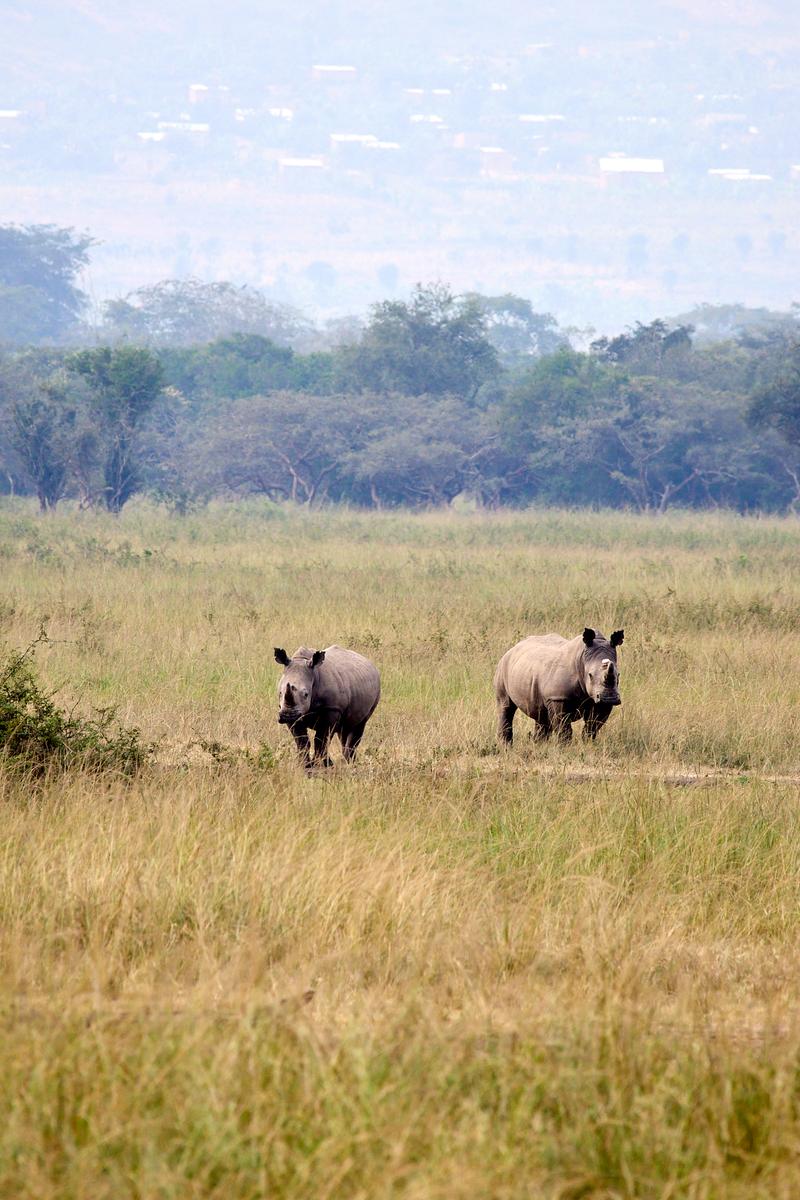 Black Rhino, Akagera National Park, Rwanda