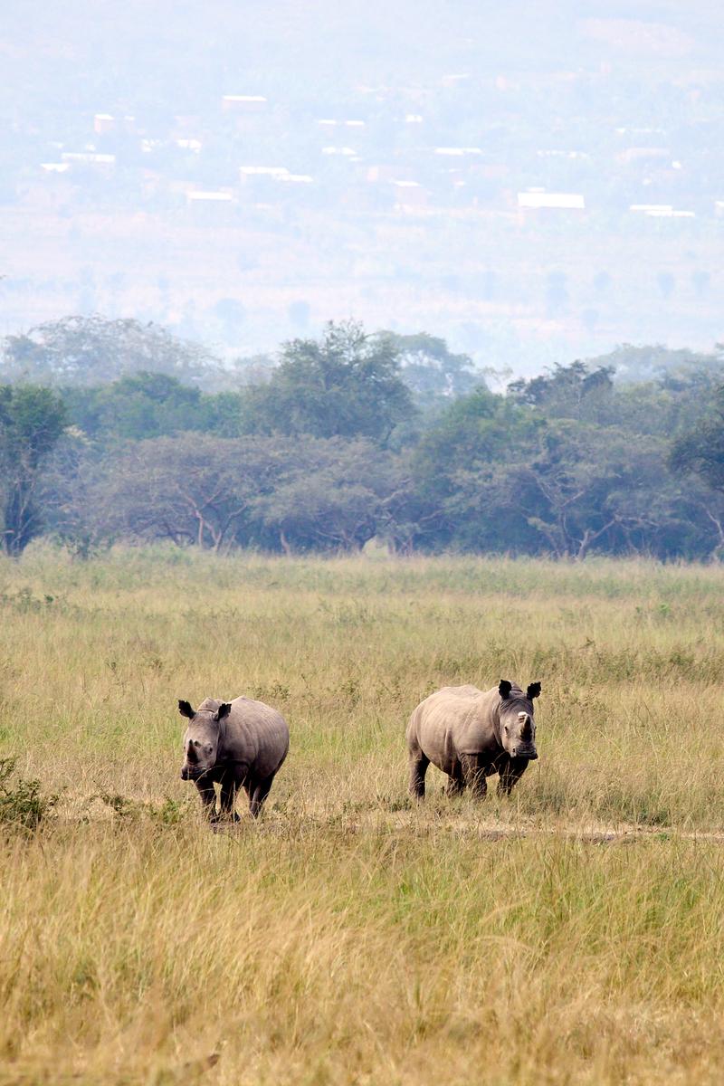 Black Rhino, Akagera National Park, Rwanda