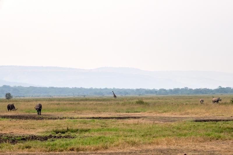 Water buffalo, masai giraffe, and black rhinos, Akagera National Park, Rwanda