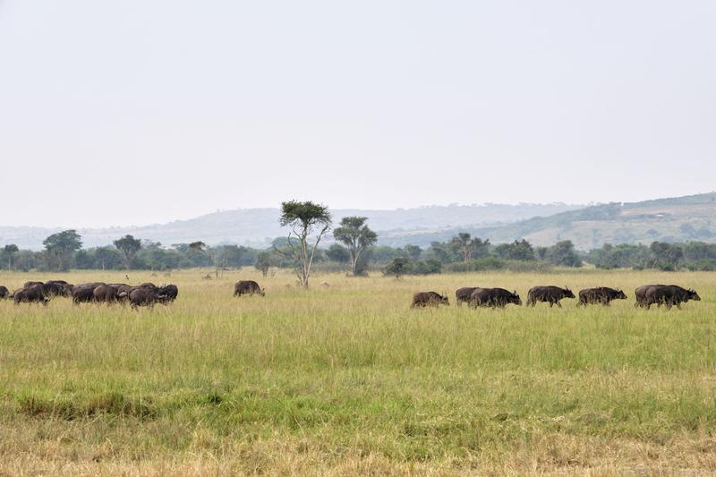 Herd of Water Buffalo, Akagera National Park, Rwanda