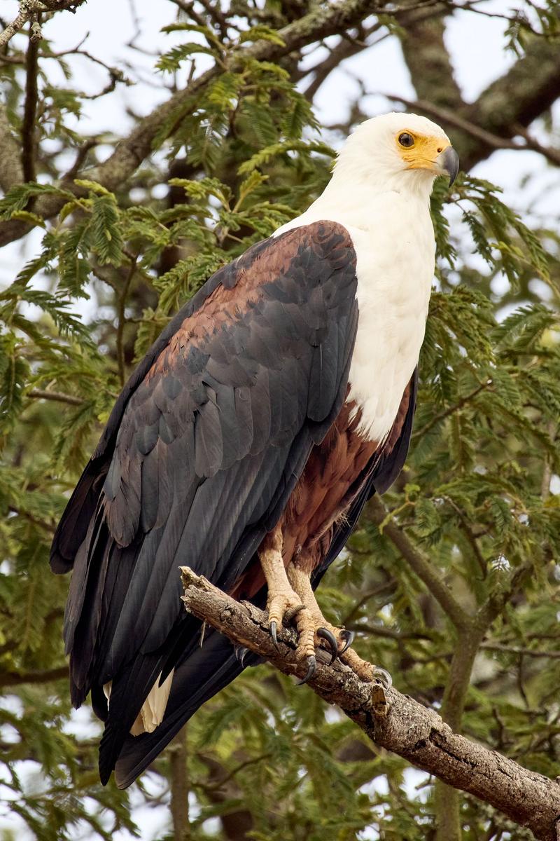 African Fish Eagle, Akagera National Park, Rwanda
