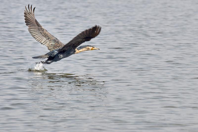 Great cormorant in flight, Akagera National Park, Rwanda