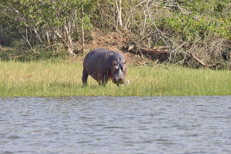 Hippo on land, Akagera National Park, Rwanda
