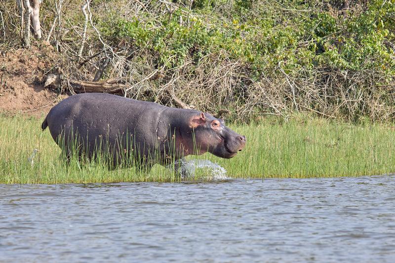 Hippo moving from land to water, Akagera National Park, Rwanda