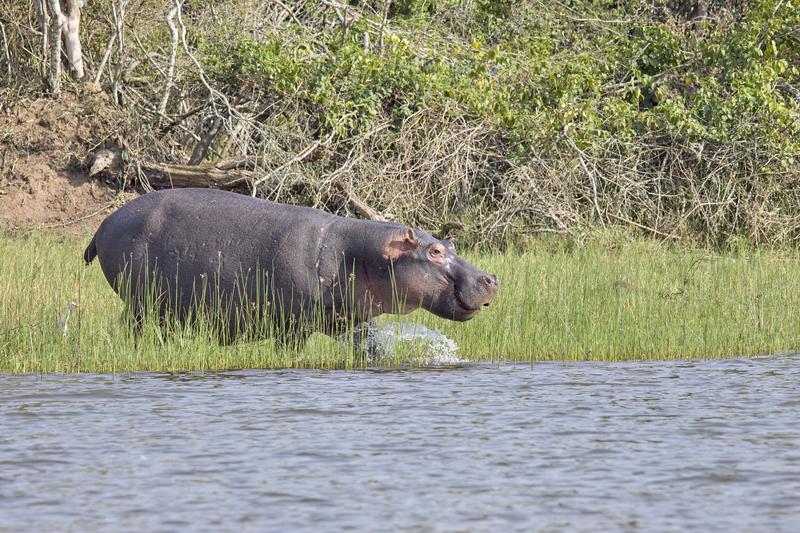 Hippo moving from land to water, Akagera National Park, Rwanda