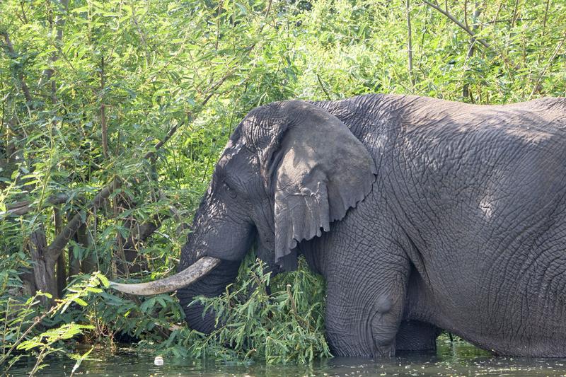 Elephant in water, Akagera National Park, Rwanda