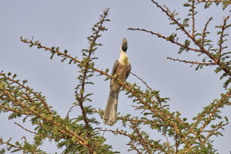 Bare-faced go-away-bird, Akagera National Park, Rwanda