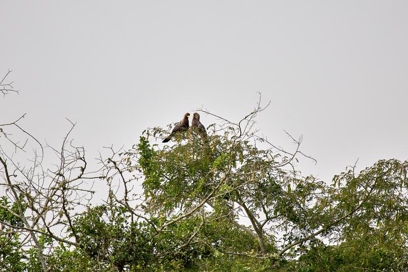 Eastern plantain-eater, Akagera National Park, Rwanda
