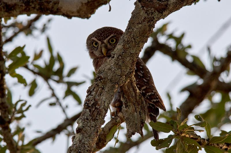 Pearl-spotted owlet, Akagera National Park, Rwanda