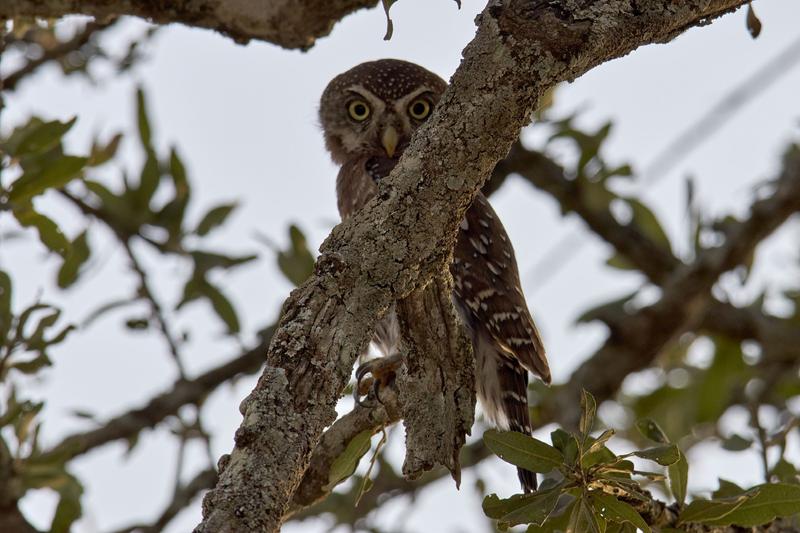 Pearl-spotted owlet, Akagera National Park, Rwanda