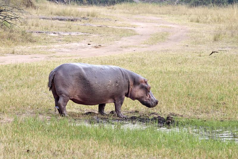 Hippo on land, Akagera National Park, Rwanda