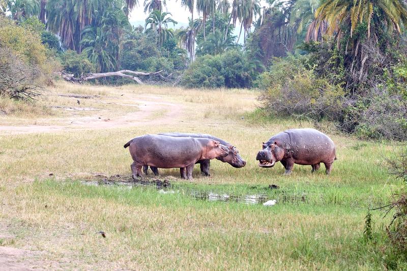 Hippos having a disagreement, Akagera National Park, Rwanda