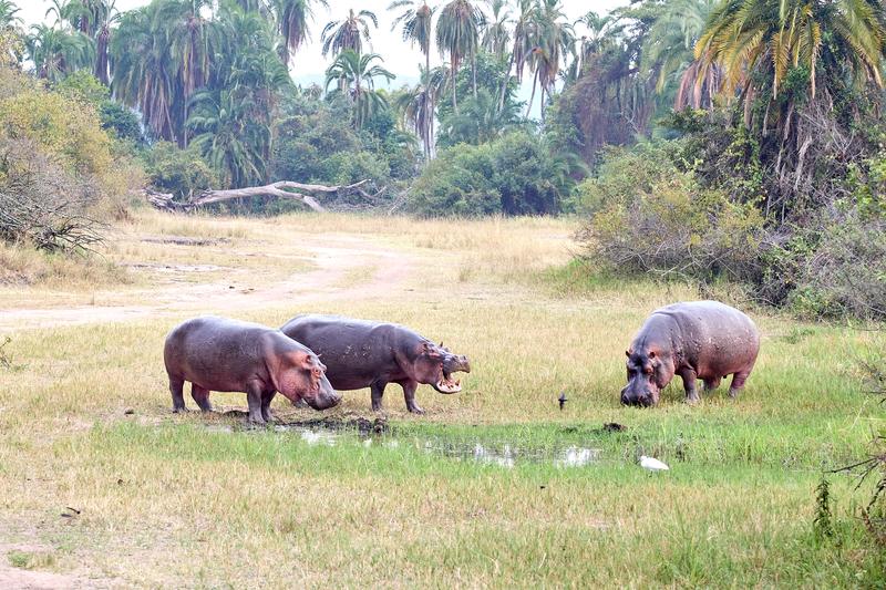 Hippos having a disagreement, Akagera National Park, Rwanda