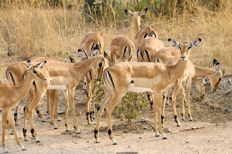 Herd of impala, Akagera National Park, Rwanda