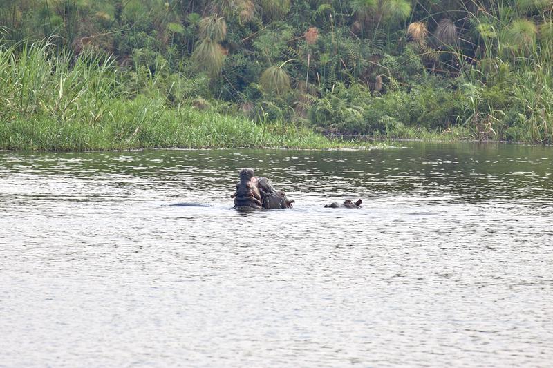 Hippos in water having a disagreement, Akagera National Park, Rwanda