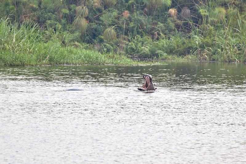 Hippos in water having a disagreement, Akagera National Park, Rwanda