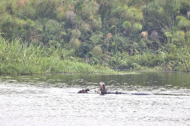 Hippos in water having a disagreement, Akagera National Park, Rwanda