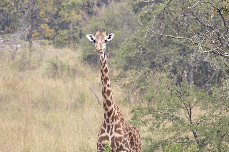 Masai giraffe, Akagera National Park, Rwanda