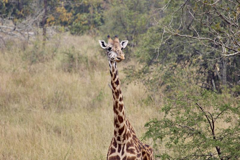Masai giraffe, Akagera National Park, Rwanda