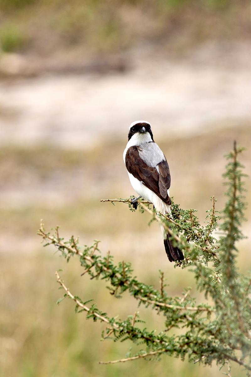 Grey-backed fiscal, Akagera National Park, Rwanda