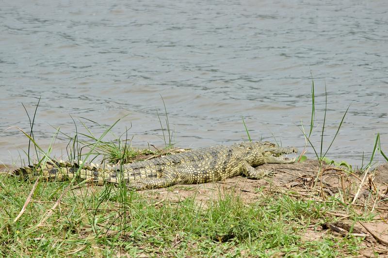 Crocodile, Akagera National Park, Rwanda