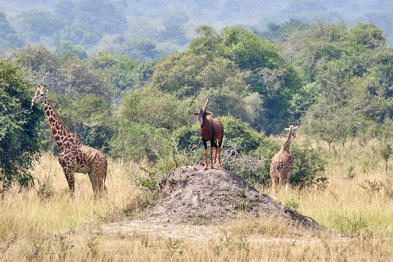 Masai giraffe and antelope, Akagera National Park, Rwanda