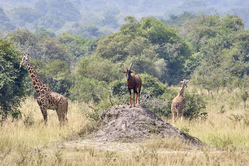 Masai giraffe and antelope, Akagera National Park, Rwanda