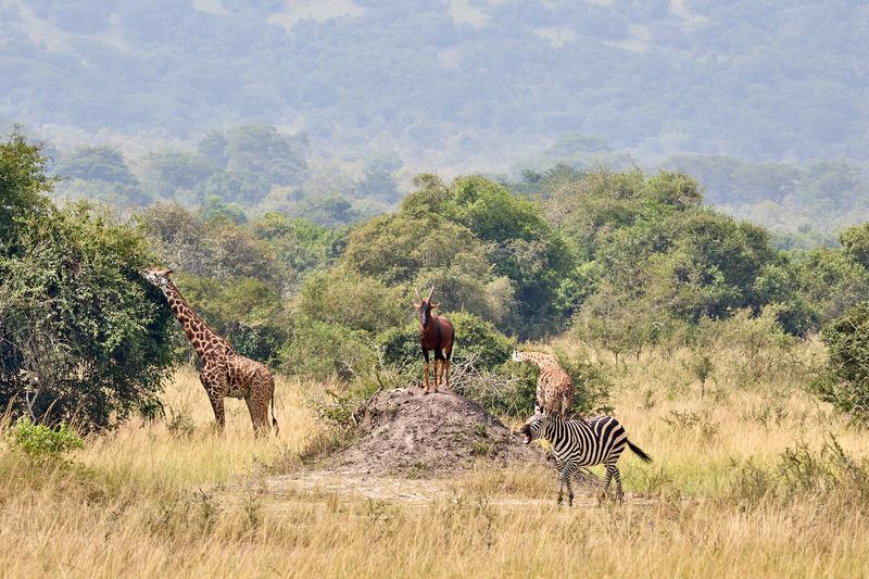 Masai giraffe, antelope, and Zebra, Akagera National Park, Rwanda
