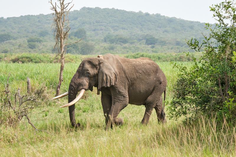 Elephant, Akagera National Park, Rwanda