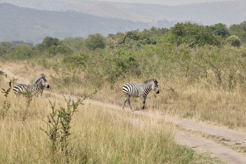Zebra, Akagera National Park, Rwanda