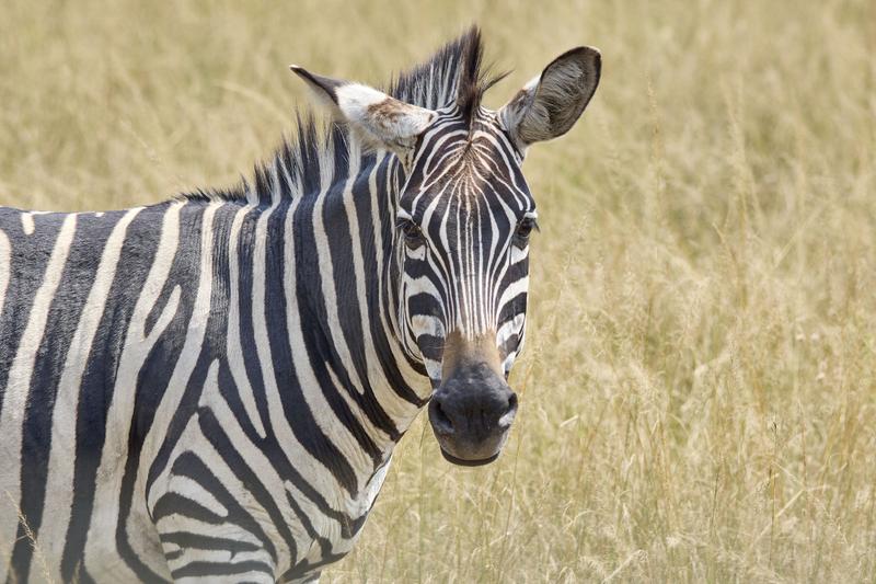 Zebra, Akagera National Park, Rwanda