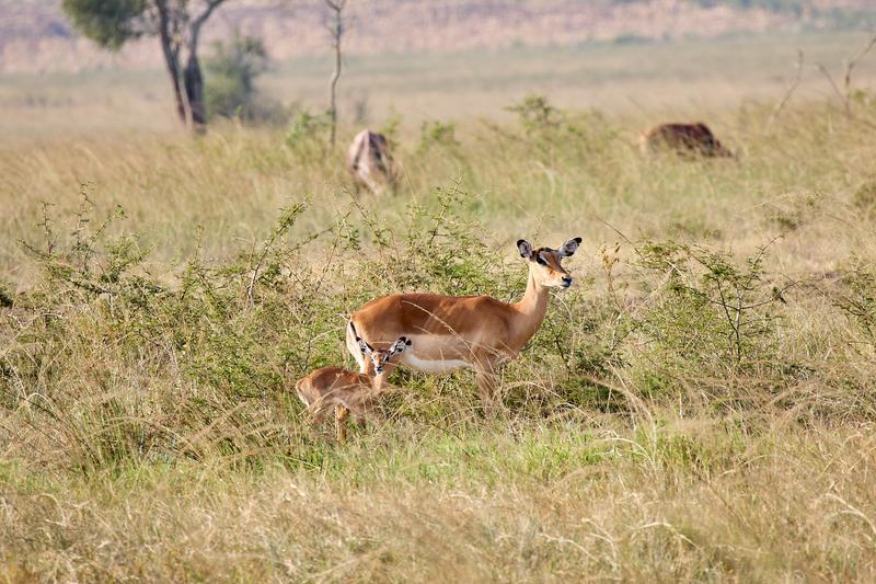 Baby impala and adult impala, Akagera National Park, Rwanda