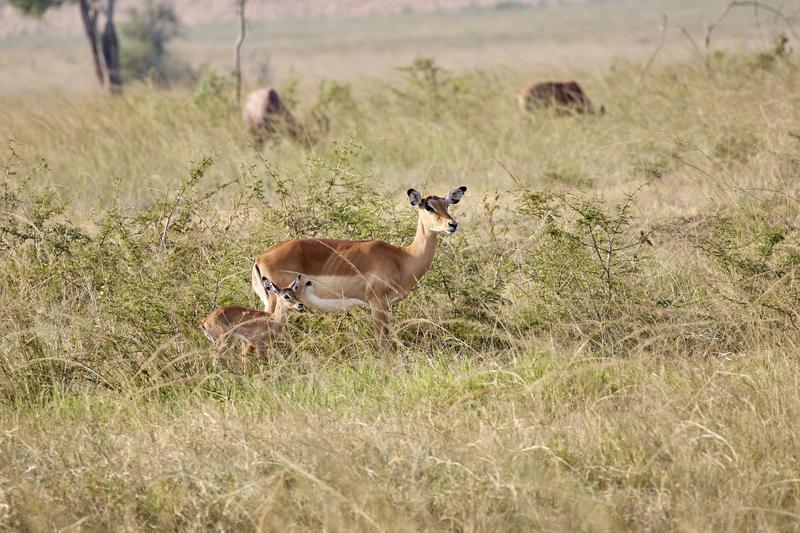 Baby impala and adult impala, Akagera National Park, Rwanda