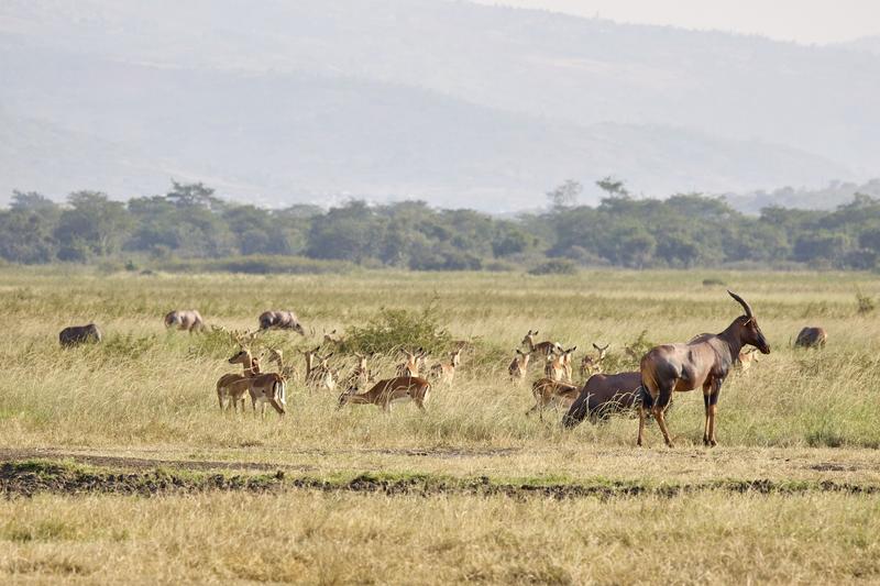 Topi, antelope, and water buffalo, Akagera National Park, Rwanda