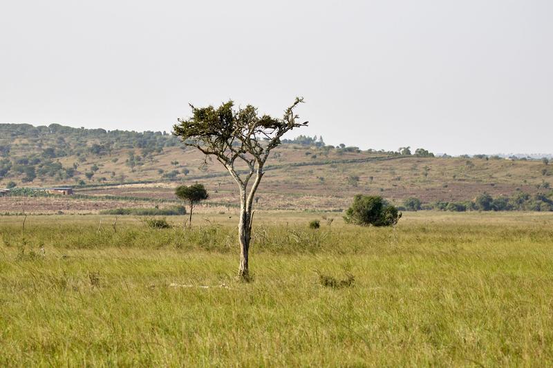 Landscape views, Akagera National Park, Rwanda